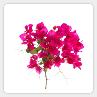 Bougainvillea Flower Sticker